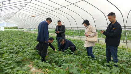 省农技专家深入我县指导粮油生产 助力种植技术优化升级