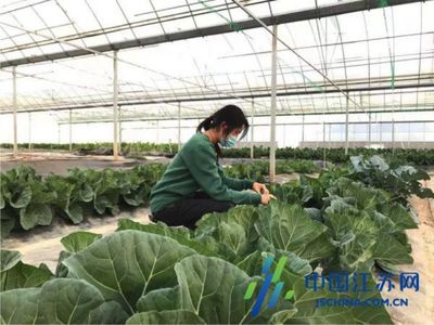 盐城经开区步凤镇 新技术新模式为现代农业插上“智慧翅膀”