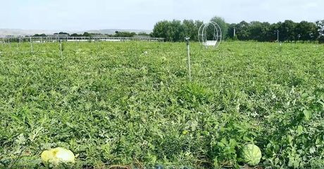 在希望的田野上 三营镇甘沟村西瓜的种植技术探索