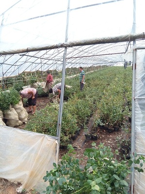 蓝莓种植技术与用途简介
