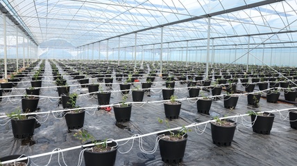 贵州麻江 智慧种植为蓝莓产业插上科技“翅膀”