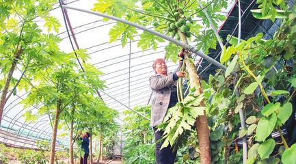 加大政策扶持力度 培育现代智慧农业产业园