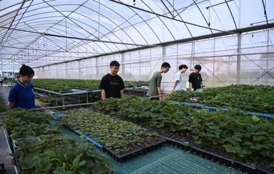 七彩思政大课 青春挺膺担当——矿大暑期社会实践简报（四）种植技术开发