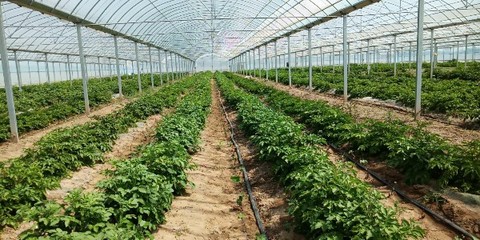 领跑致富路 常开文明花——潍坊滨海经济技术开发区大家洼街道孟家庄子村种植技术开发纪实