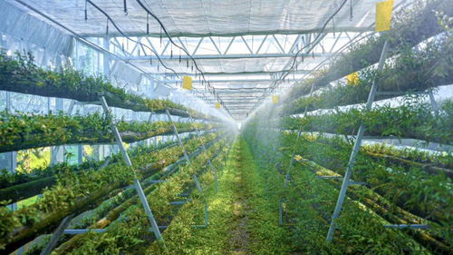 科技赋能，智慧引领 乐清市以“机器换人”驱动现代农业高质量发展，喜获省级种植技术开发荣誉