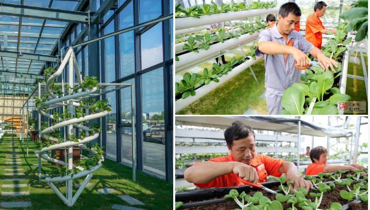 逆势起飞 中源创能引领有机垃圾分散处理与种植技术革新