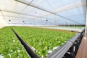 从网易养猪到京东种菜 互联网巨头为何竞逐智慧农业新赛道