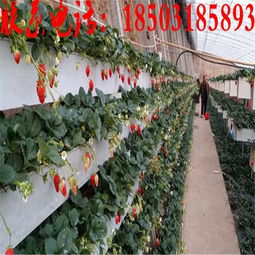 牛奶草莓立体种植架 金华新型无土栽培技术的创新与实践