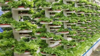 无土栽培技术 应对耕地缺失，引领现代农业发展的新路径