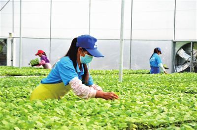 保山昌宁 五项工程齐发力，推动蔬菜产业提质增效