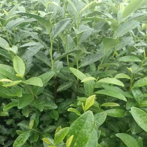 供应绿色希望，共享种植匠心——雅安市名山区好雨苗木种植农民专业合作社种植技术发展纪实