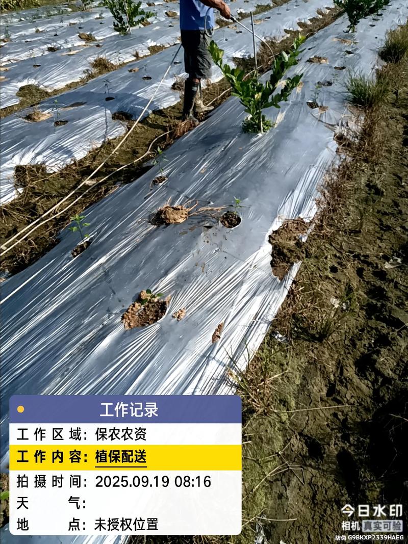 深耕现代农业 农业种植技术的创新与实践