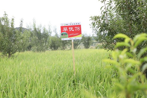 长顺果园里种旱稻 探索产业发展新“稻”路与种植技术开发