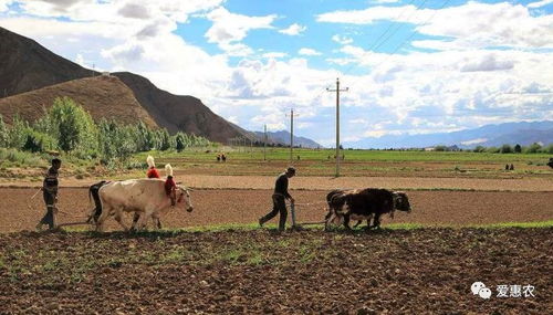 农业机械科技飞速发展与种植大户的技术脱节 矛盾与解决之道