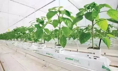 雄霸世界！荷兰农业靠这5大经营模式与种植技术开发