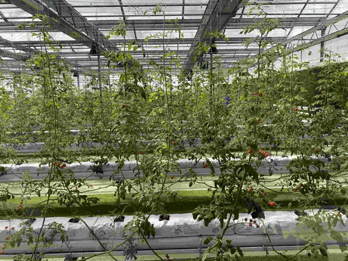 在北大荒，农产品有“绝活儿”——种植技术开发引领高质量发展