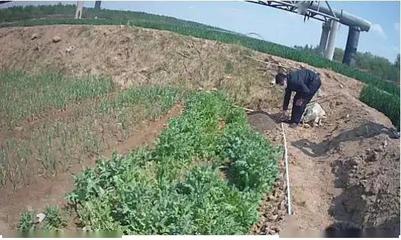重要提醒！别再把它当野菜种植了！种植技术开发指南