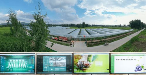 科技赋能葡萄种植，产业兴旺引领乡村振兴