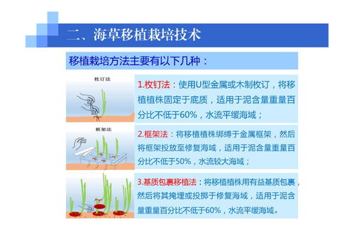 海藻的移植栽培技术 从自然采集到人工种植的开发之路