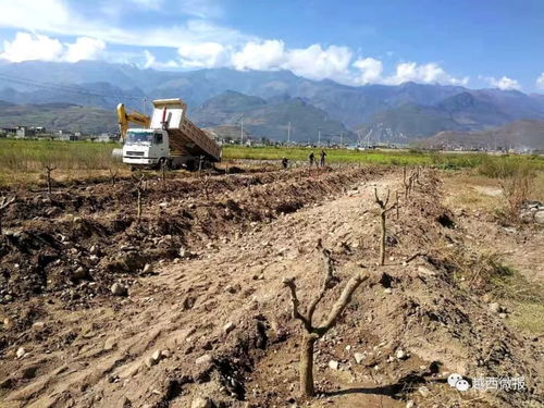 县商务投促局引领枣树种植技术革新与产业升级试点