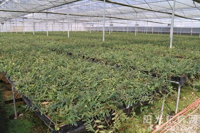 铁皮石斛种植基地喜获农业科技成果转化资金扶持，技术创新迎来新机遇