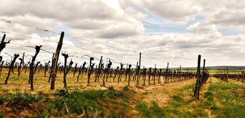 探访法国葡萄园 种植技术的革新比登埃菲尔铁塔更具深意