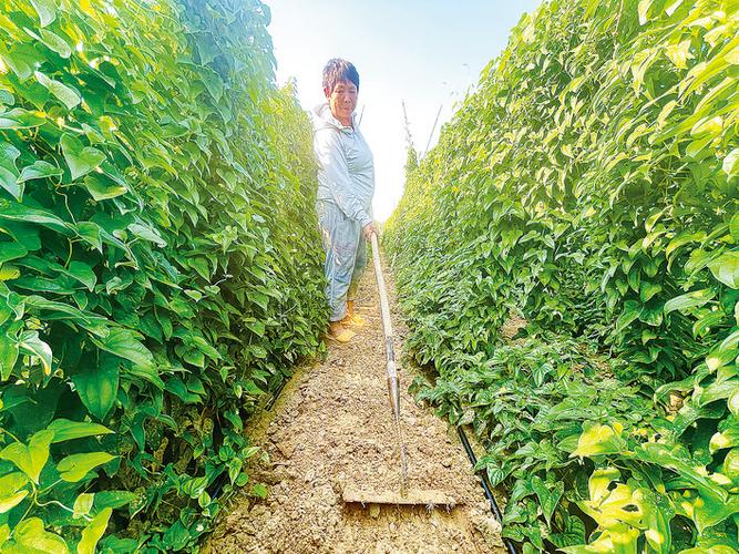 山药种植成富民产业，国家濮阳经济技术开发区技术开发获媒体聚焦